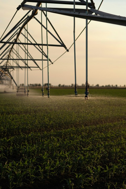 a sprinkler spraying water on a field