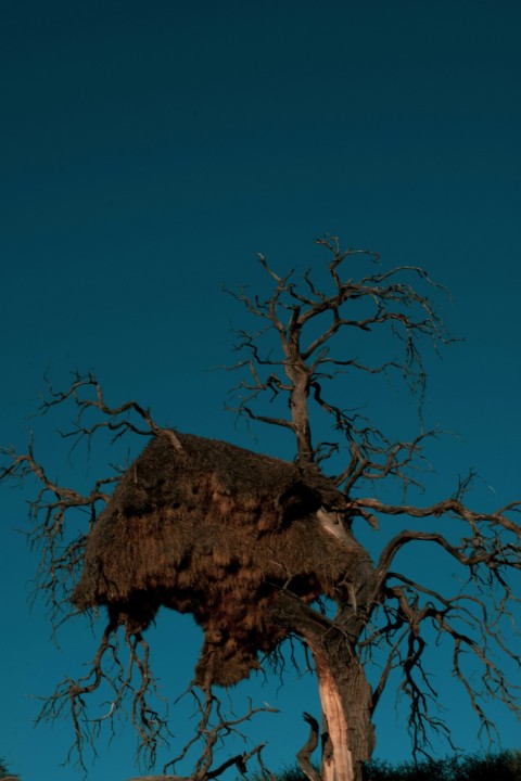 brown bare tree under blue sky during daytime