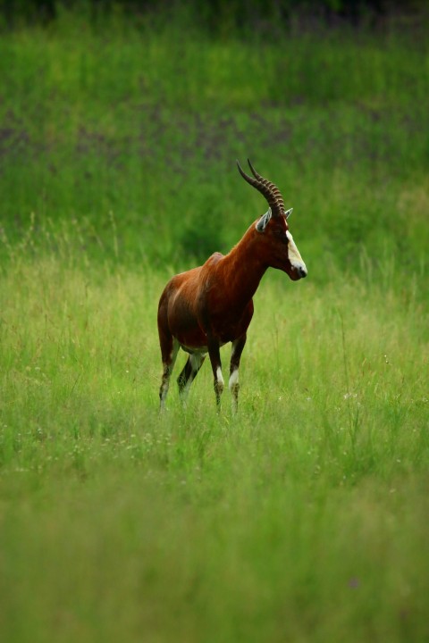 brown and white horse on green grass field during daytime