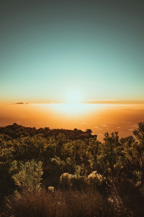 green trees and plants during sunset