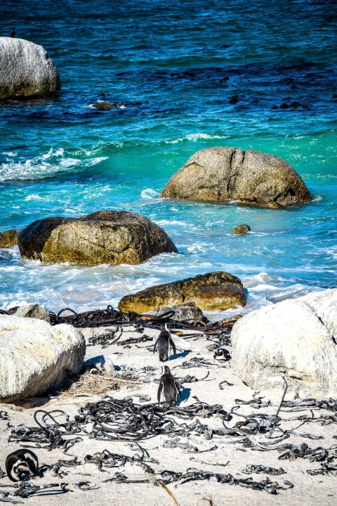 a group of birds standing on top of a sandy beach