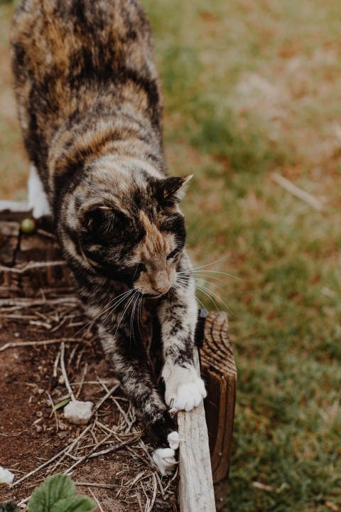 brown tabby cat on brown wooden seat x