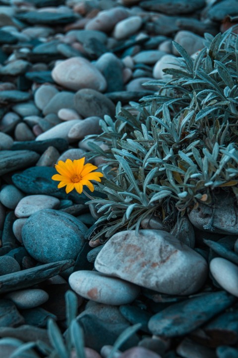 yellow flower on gray stones