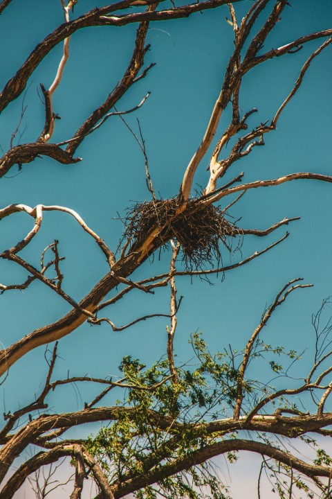 a birds nest in a bare tree against a blue sky