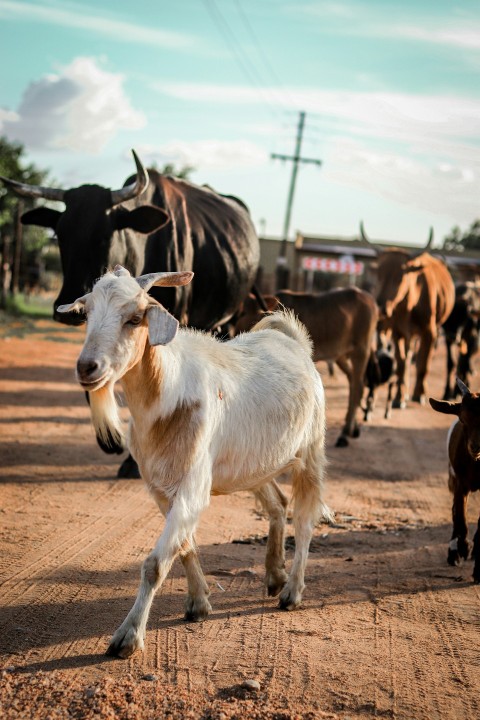 a herd of cattle walking down a dirt road