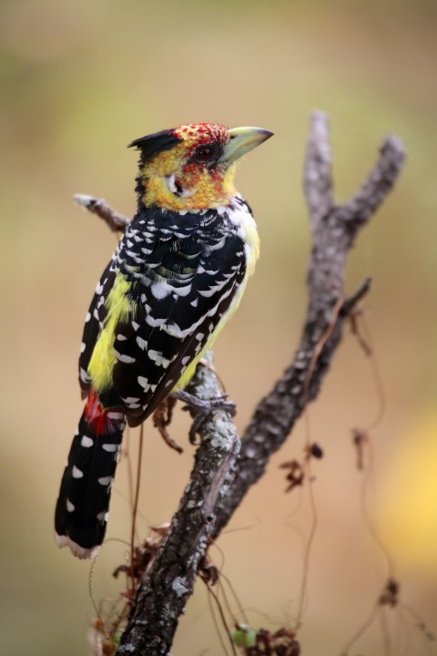 a colorful bird perched on a tree branch