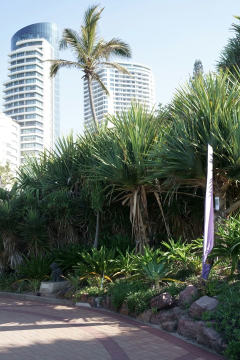 a path with plants and trees