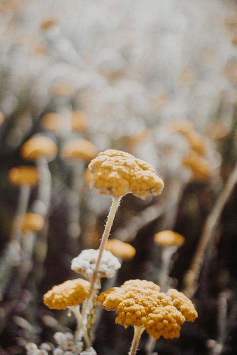 white and brown flower buds