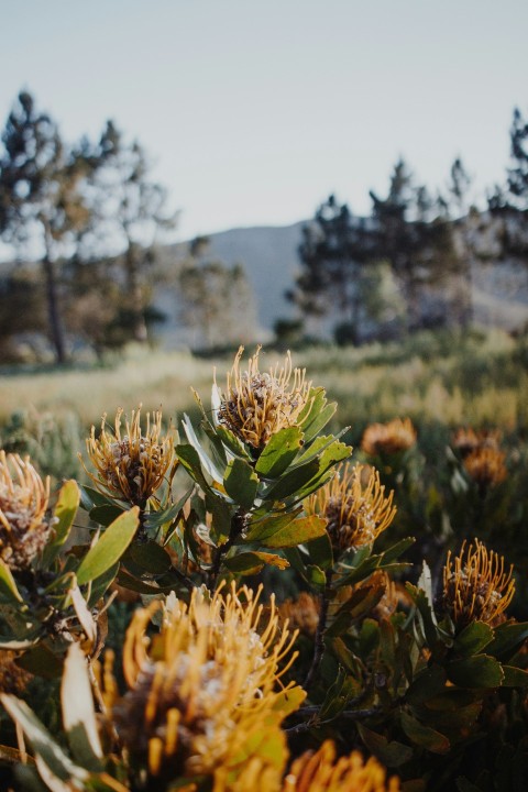 green and brown plant during daytime