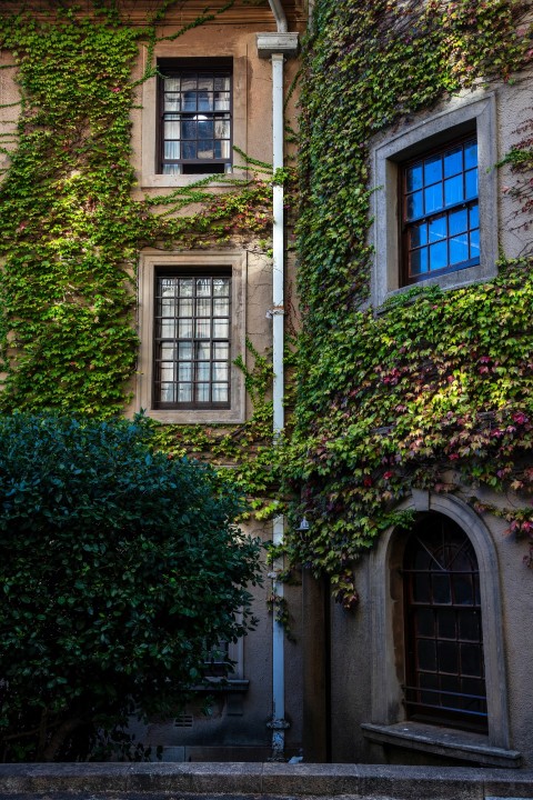 an old building covered in vines and flowers eQCrDAq2