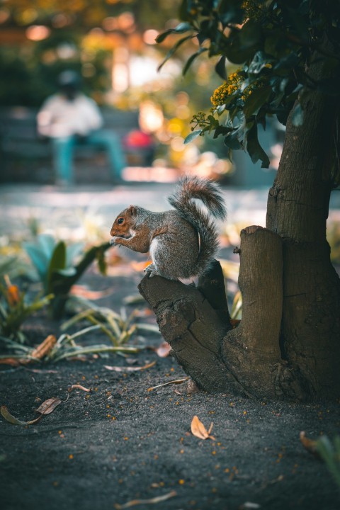 brown squirrel on brown tree branch during daytime