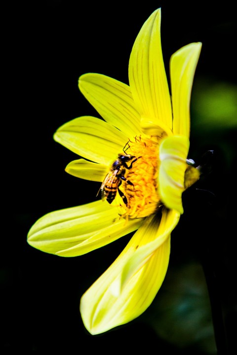 honeybee perched on yellow flower in close up photography