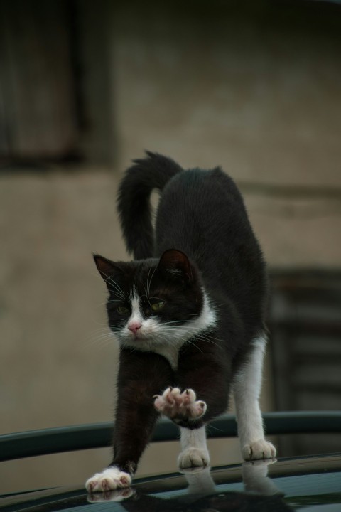 a black and white cat standing on top of a car