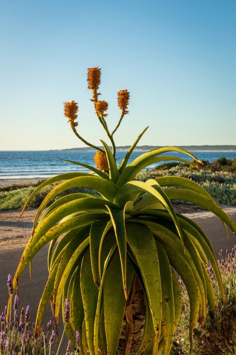 a large plant with yellow flowers in front of the ocean