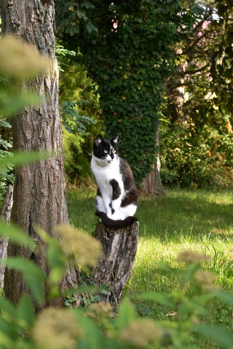 a black and white cat sitting on top of a tree stump