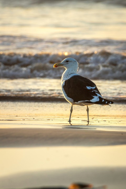 a seagull walking on the beach at sunset