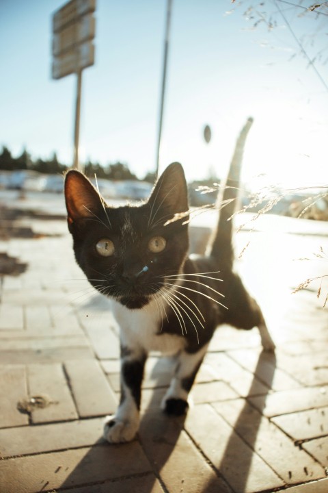 a black and white cat standing on a sidewalk