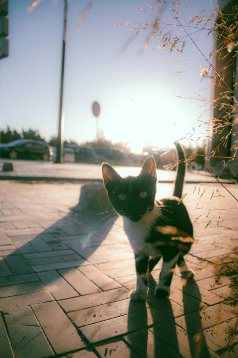 a black and white cat standing on a sidewalk