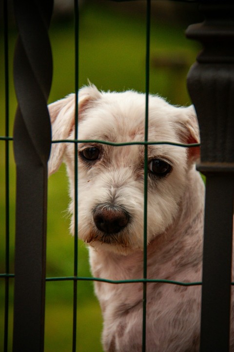 a small white dog behind a fence looking at the camera