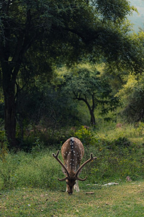 a deer grazing on grass in a wooded area