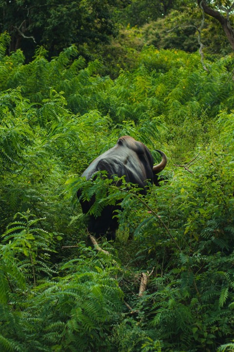 an animal in the middle of a lush green forest