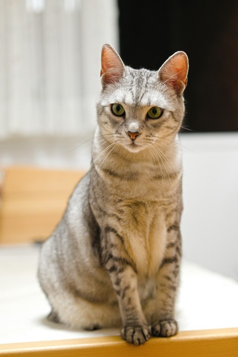 a cat sitting on top of a wooden table