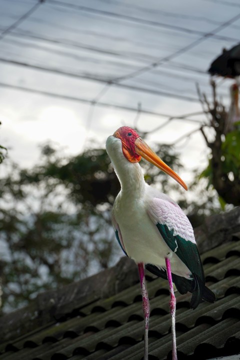 a bird with a long beak standing on a roof