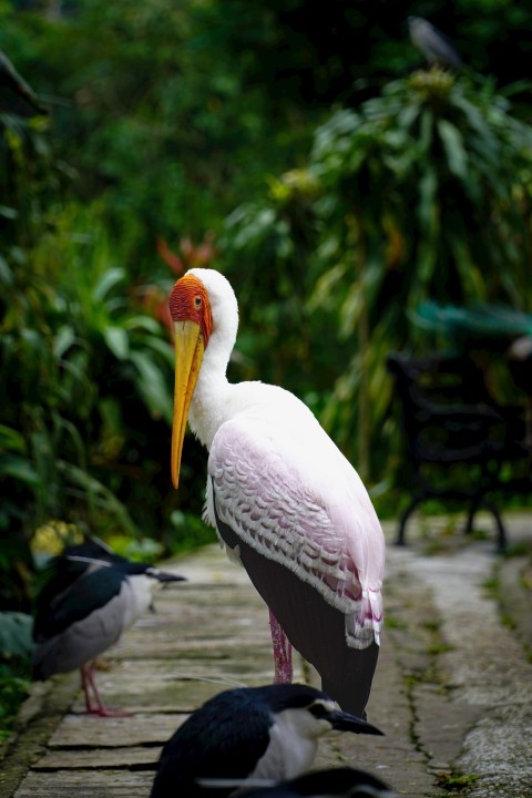 a large white bird standing on a brick walkway