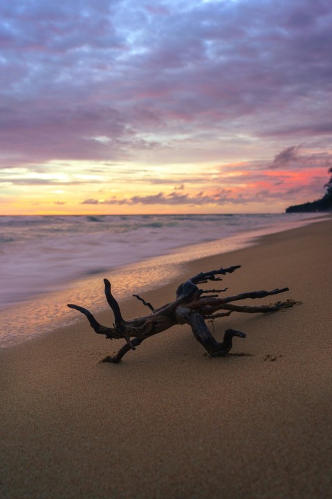 a driftwood on a beach with a sunset in the background