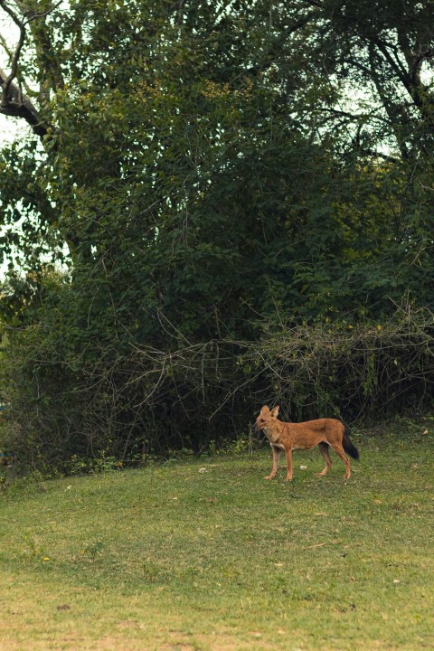 a small animal standing on top of a lush green field