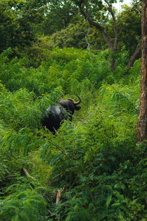 a black animal walking through a lush green forest