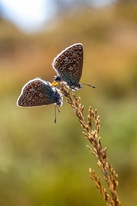 two butterflies sitting on top of a plant