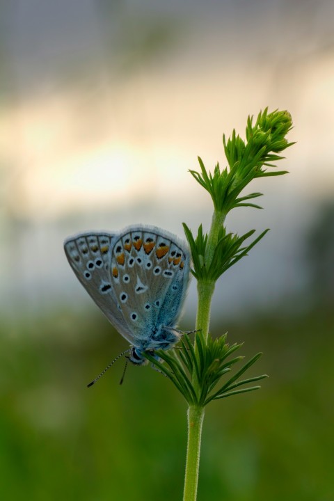 a blue butterfly sitting on top of a green plant _F