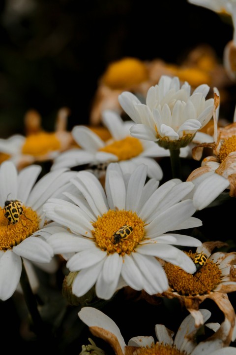 a bunch of white flowers with yellow centers