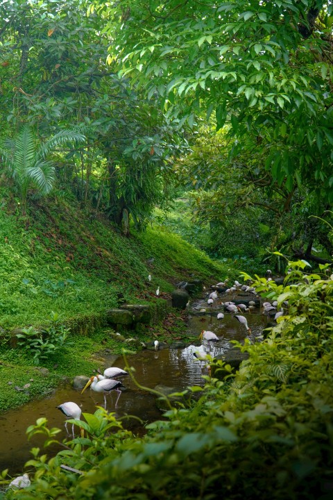 a stream running through a lush green forest