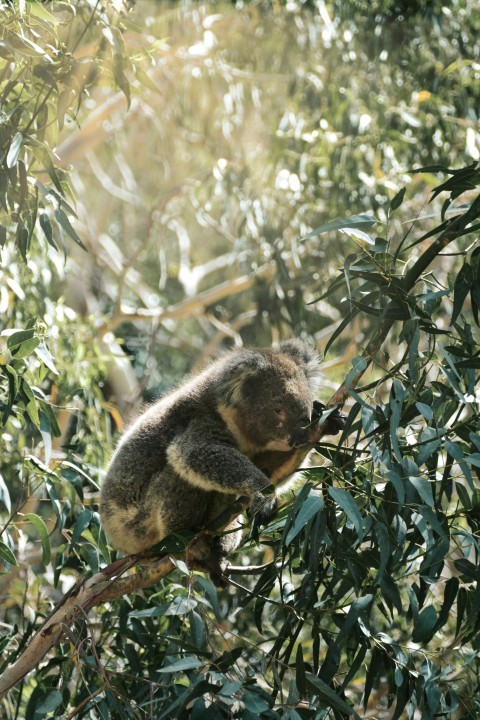 a koala sitting on a branch in a tree