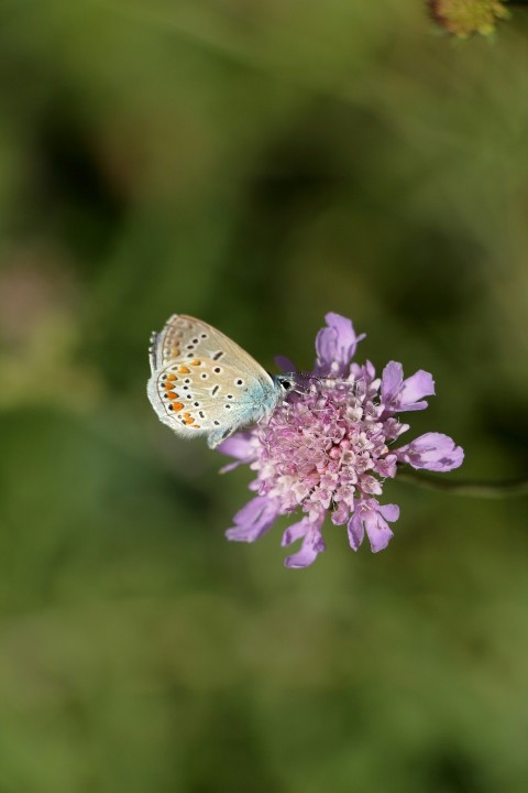 a butterfly sitting on top of a purple flower