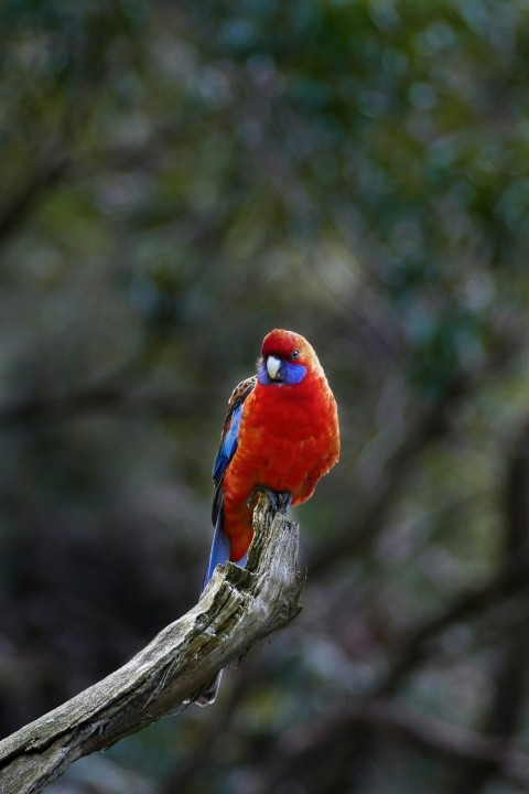 a red and blue bird sitting on top of a tree branch