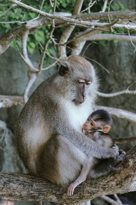 a baby monkey sitting on top of a tree branch