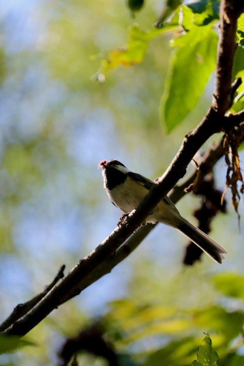 a small bird perched on a branch of a tree