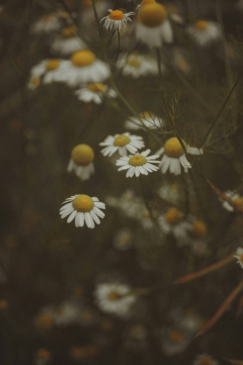 a bunch of white and yellow flowers in a field