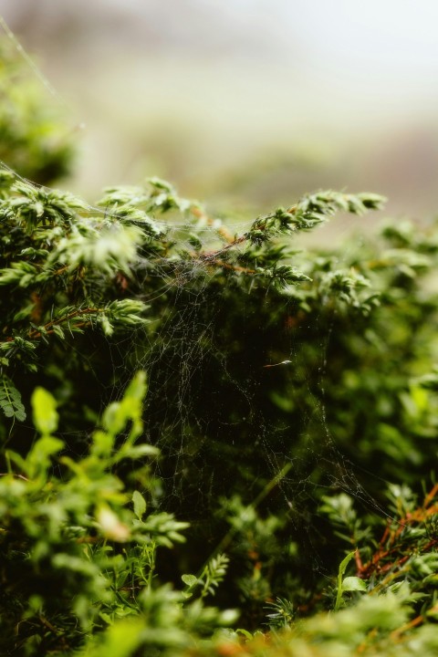 a close up of a bunch of green plants