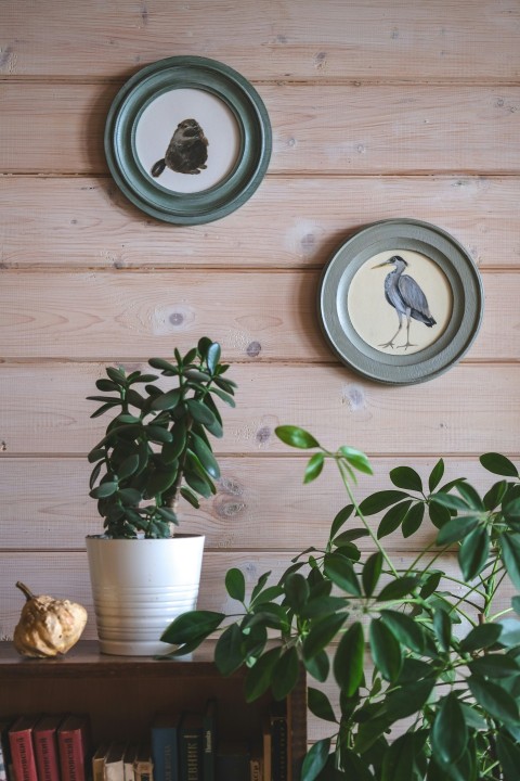 a living room with a potted plant and two framed birds on the wall