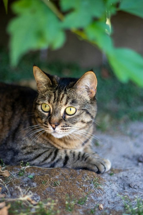 a cat laying on the ground under a tree