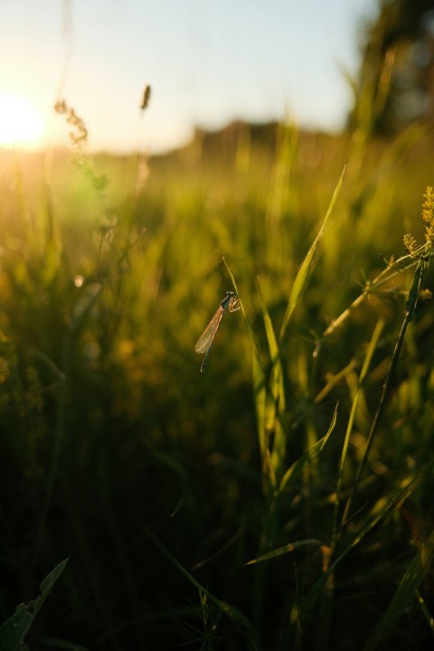 the sun is shining through the grass in the field P