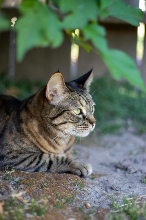 a cat laying on the ground next to a tree