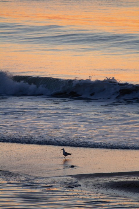 a bird standing on a beach next to the ocean