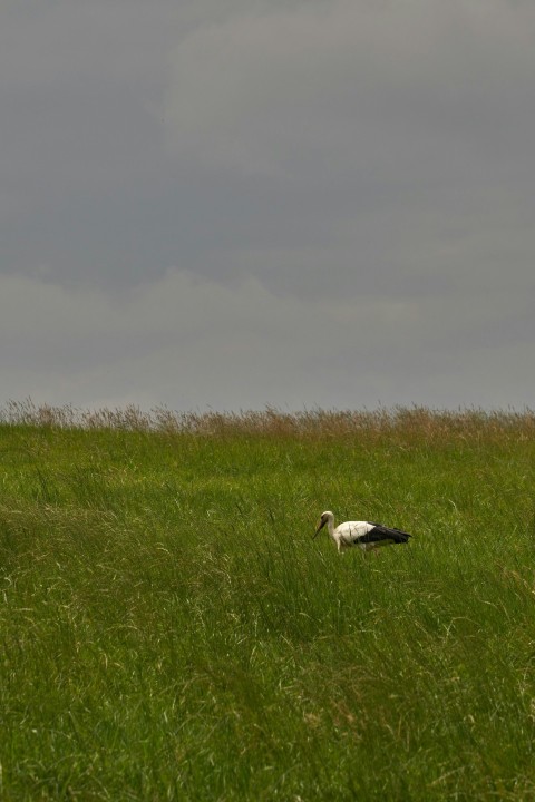 a couple of birds standing on top of a lush green field