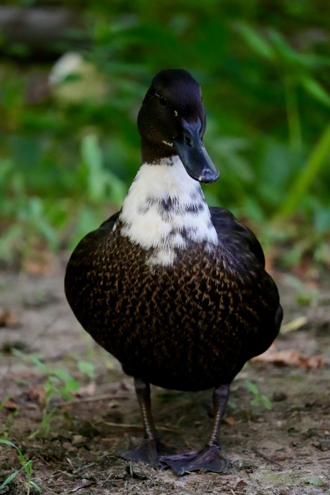 a black and white duck standing on the ground sk5JLt