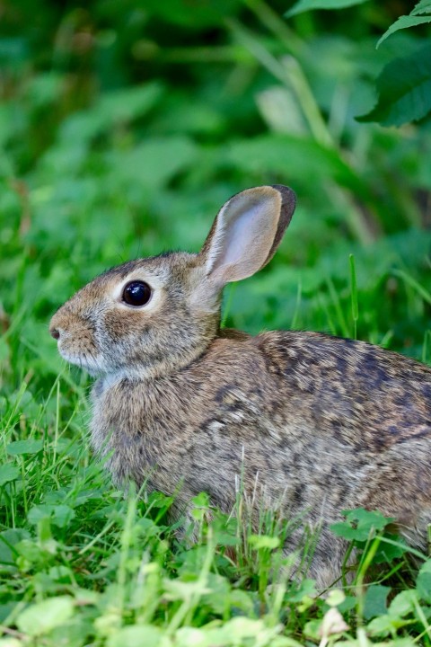 a small rabbit sitting in the grass